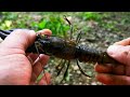 Them Pesky Crays. Crayfish Catch Clean and Cook. UK Crayfishing. #SRP #crayfish #crawfish #crawdads