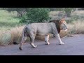 Trichardt Male Lion in Kruger National Park South Africa