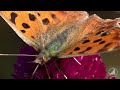 蝶が舞うだけの動画 / ⁡Butterflies in slow motion⁡