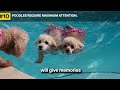 10 Eye-Opening Facts for Poodle Owners