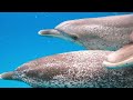 Under Red Sea 4K - Beautiful Coral Reef Fish in Aquarium, Sea Animals for Relaxation - 4K Video #30