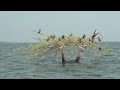 New WildAnimals, Birds & Nature Adventure Video 2023 #Wildanimals #Birds