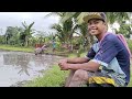 Aksi joki muda gelebek sampai rata sawah bekas tanaman sayur