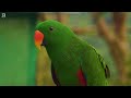 Most Beautiful Parrots of Australia | Colourful Birds | Relaxing Nature Sounds | Australian Wildlife
