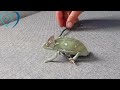 Chameleon Changing Color - Best Of Chameleons Changing Colors Compilation