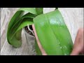 Unlock the mystery of powerful aloe vera water: 100% stronger roots!