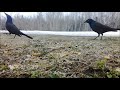Common Grackles Showing Off