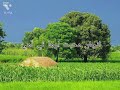 Fozia Soomro Status -Sindhi whatsapp Status