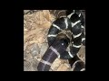 Our King Snake Vs. Rattlesnake