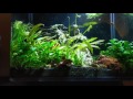 My 3 gallon Office nano aquarium