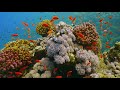 Under Red Sea 4K - Incredible Underwater World - Relaxation Video with Original Sound (NO LOOP) - #1