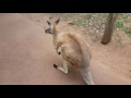 Kangaroo wants to fight! (Video 1)