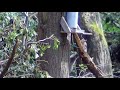 Grey squirrel hunting with air rifles