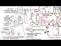 Haemochromatosis (Iron Overload) - iron physiology, causes and pathophysiology