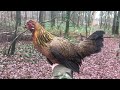 Red jungle fowl mixes flying