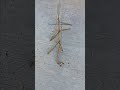 Old stick bug dies from old age.