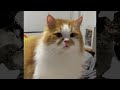 Funny Cat Videos | Cute Cat Videos 😸🤣 So funny face 😁❤️ #65