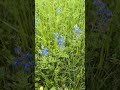 Texas Bluebonnets are weeds!?