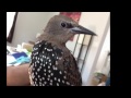 Stella the Rescued Starling from 10 days to 5 months