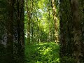 Stanmer Park Woods