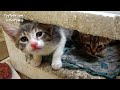 5 Angry Kittens Hiss at Me And The Mom Cat Tries to Calm Them Down ( Angry Cats ) Lucky Paws