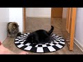 Will Husky Dogs and Cats Believe in an Optical Illusion? Compilation of the best moments