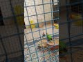 Lovebirds and cockatiels playing outside of cage