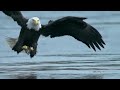 Bald Headed Eagle catches salmon