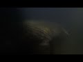 Flathead Catfish underwater release on the Fox River