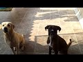 Cute Boxer and Lab playing together