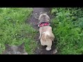 Wood-walking with Aramis the Shih Tzu.  #doglovers #dogwalk #shihtzu