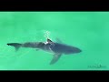 Great White Shark Comes Incredibly Close to Surfer: It's Summer in SoCal