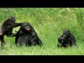 Making a chimp laugh | Animals in Love - BBC