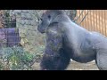 Gorilla Kintaro appeals to Momotaro about his injuries.【Kyoto City Zoo/Gorilla fam】