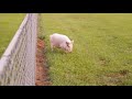 Wilbur T. Pig Limping 9-18-21