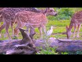 4k  jungle safaris | animal cams  | live animal video relaxing birds sound | wild animal
