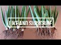 How To Spot The Difference Between Aloe vera Barbadensis and Chinensis Pups