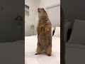 Prairie Dog Bites Finger Off