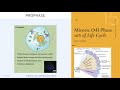 Chapter 12 - The Cell Cycle and Mitosis (Spindle, kinetochores, checkpoints, Cyclins & CDKs, cancer)