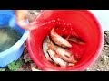 Fishing Video || The fun of hook fishing in the village pond is different || Fish catching trap
