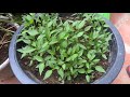 Agri-education :Put Chili Seed To Sprout In 2 Days