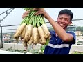 How to grow White Icicle Radish on the terrace, big and long