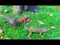 Wild Animal Sounds In Nature: Red Panda, Ostrich, Pheasant, Chipmunk,... | Animal Moments