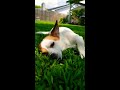 Jack Russell terrier !! jack russell quarantine Play time