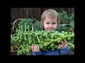 Broccoli - the DNA whisperer | Tom Malterre | TEDxBellingham