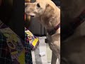 Service Dog Wesley playing with a puzzle game