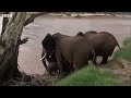Baby Elephants Swept Away from Mother in the River | BBC Earth