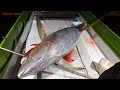 MONSTER TUNA 80KG DAN 60KG, MANCING MALAM