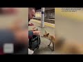 ANIMALS THAT ASKED PEOPLE FOR HELP & KINDNESS CAUGHT ON CAMERA!