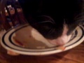 My cat Wiley eats spaghetti